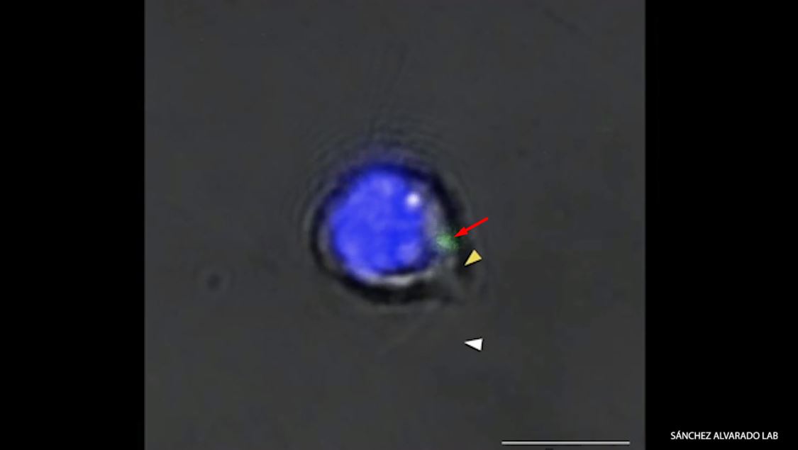En la imagen podemos ver, en color verde, las células madre en pleno proceso de multiplicación para regenerar al gusano