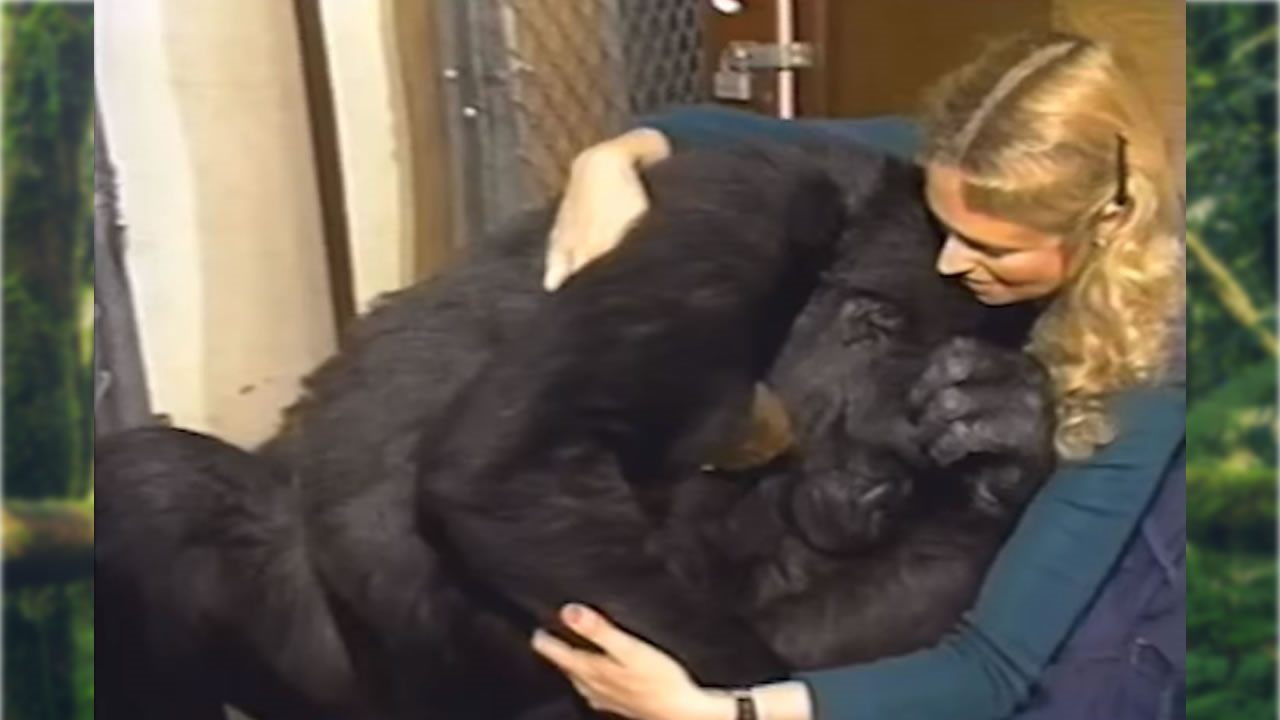 Koko, la gorila que se comunicaba mediante señas, ha muerto