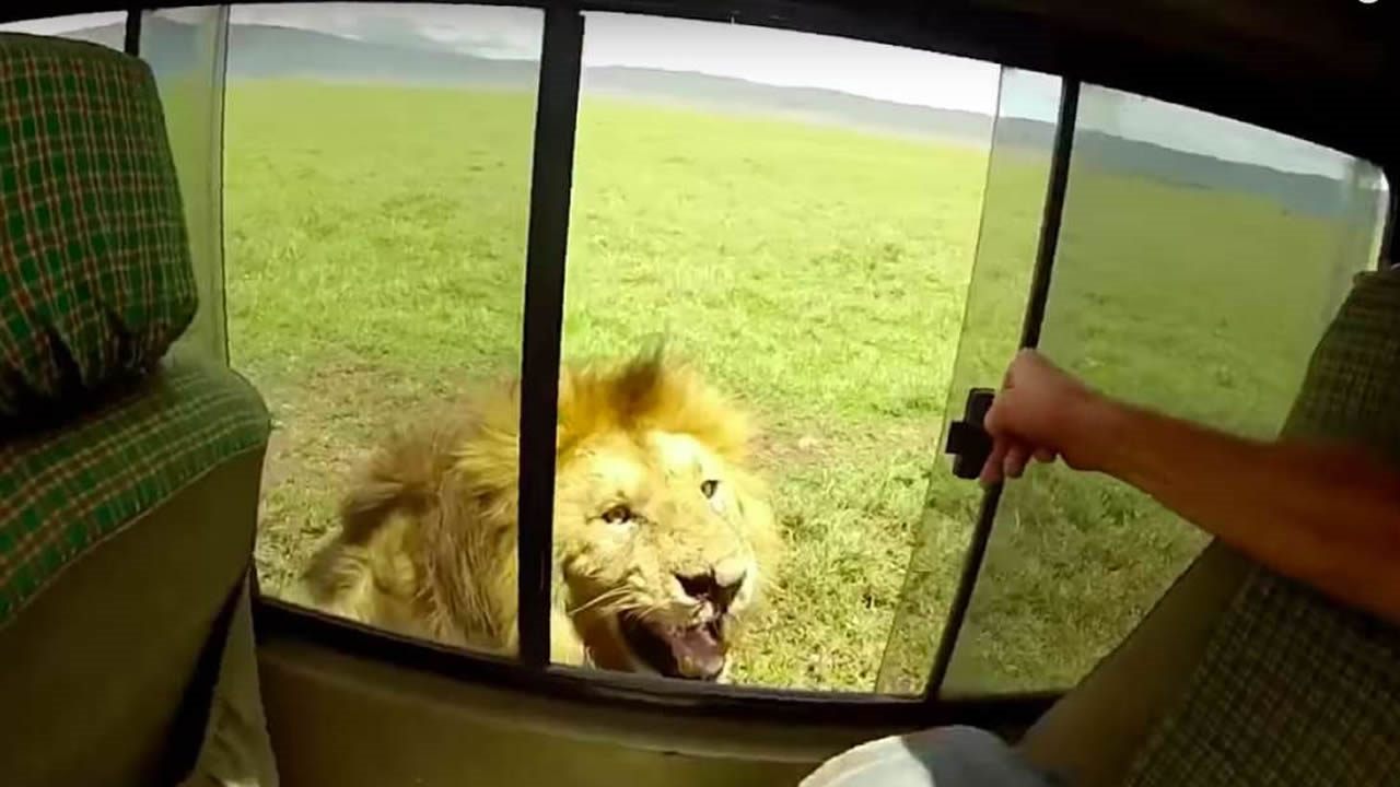 Turista intenta dar palmadas a un león desde un automóvil, casi le cuesta un brazo