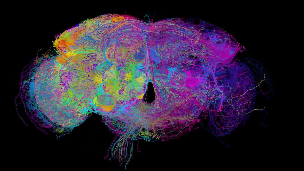 Realizan el mapeo cerebral más completo, mostrando cada neurona del cerebro de una mosca