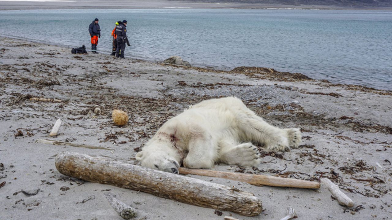 Un oso polar es asesinado a tiros durante un crucero turístico
