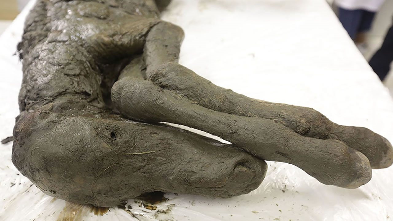 Caballo bebé de 40.000 años increíblemente preservado es descubierto en Siberia
