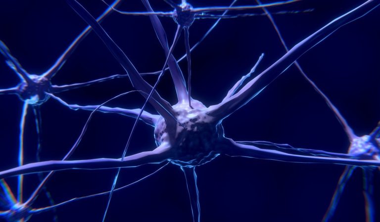 Científicos hallan un nuevo tipo de neurona que podría ser única en humanos Científicos hallan un nuevo tipo de neurona que podría ser única en humanos