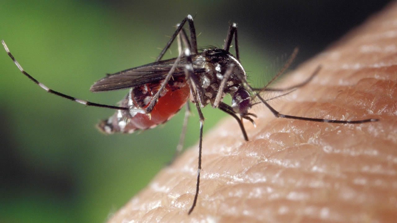 Científicos liberan mosquitos infectados para detener el dengue