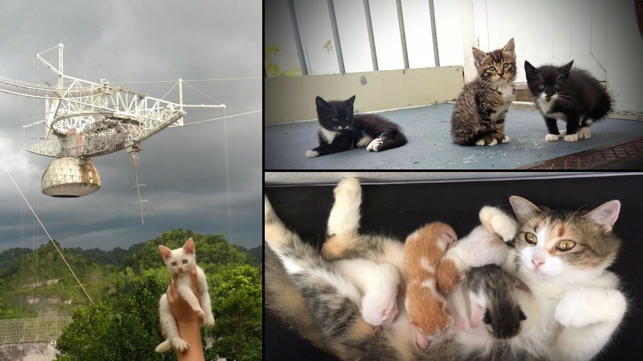 Los «gatos espaciales» del Observatorio de Arecibo necesitan tu ayuda