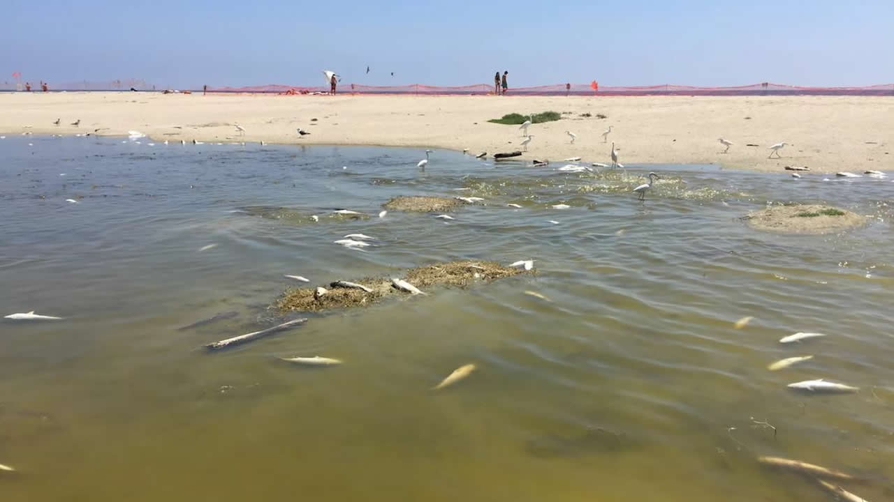 Más de 2.000 peces mueren «cocinados» en laguna de Malibú