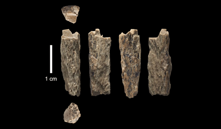 Neandertales y Denisovanos se aparearon, los huesos de un híbrido han sido hallados Neandertales y Denisovanos se aparearon, los huesos de un híbrido han sido hallados