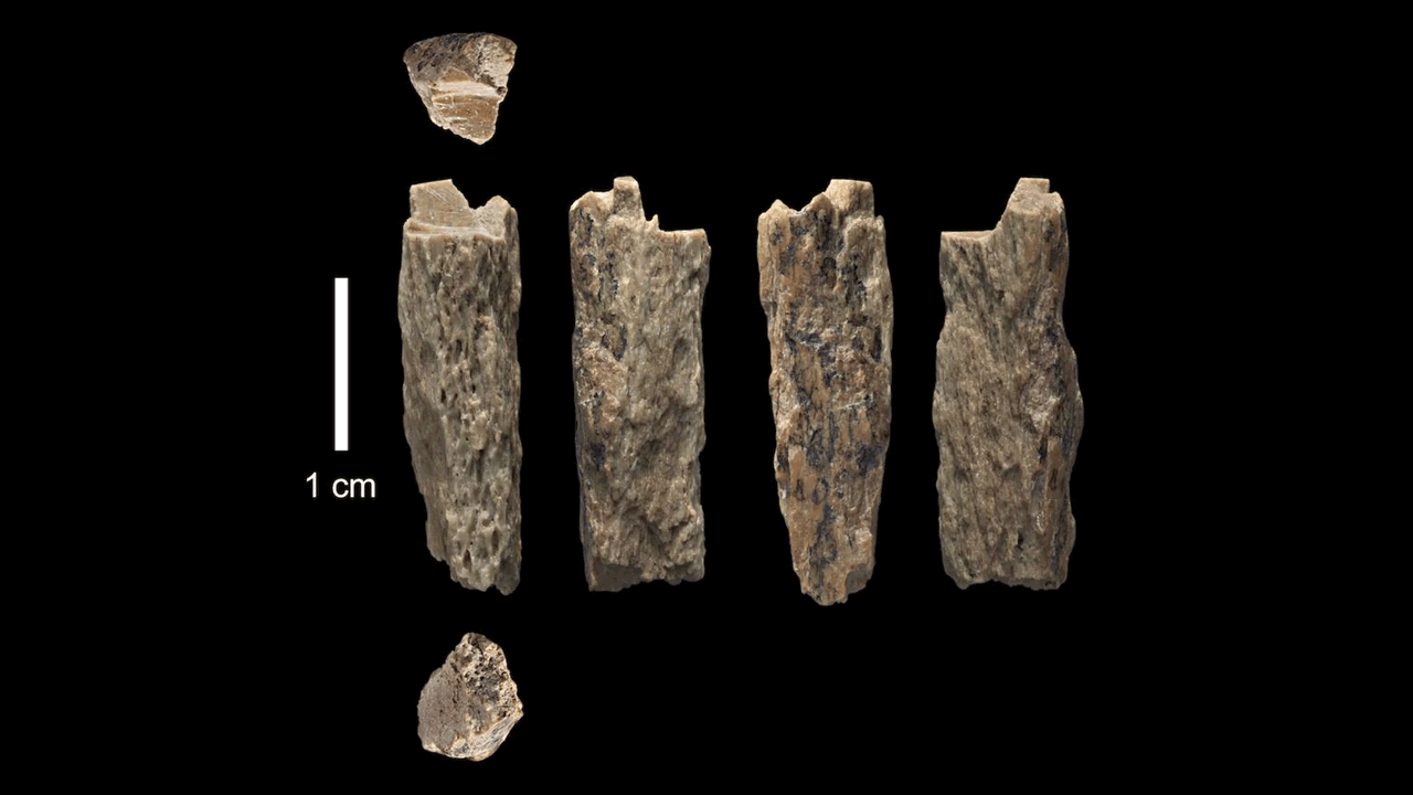 Neandertales y Denisovanos se aparearon, los huesos de un híbrido han sido hallados