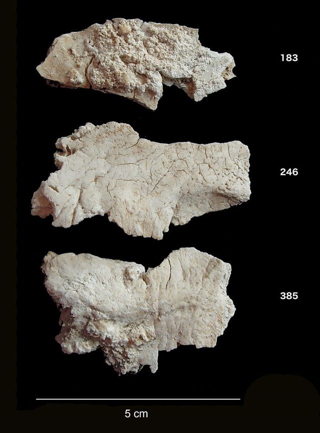 En la imagen podemos ver tres de los fragmentos de hueso utilizados en el estudio