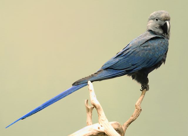El Spix's Macaw (Cyanopsitta spixii) está hoy en extinto en la naturaleza.