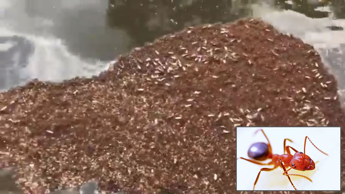 Aparecen muchas «balsas» de hormigas de fuego peligrosas luego del huracán Florence