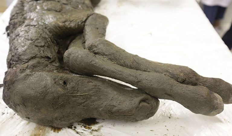 Científicos clonarán el potro preservado por 40.000 años en Siberia Científicos clonarán el potro preservado por 40.000 años en Siberia