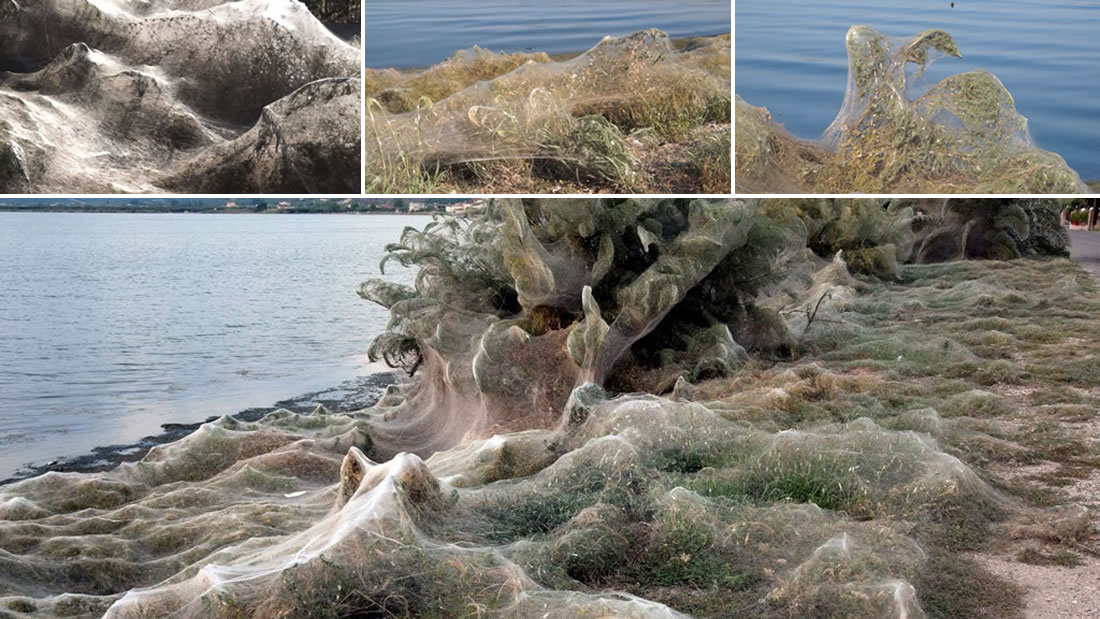Enorme tela de araña de 300 metros cubre durante la noche una playa de Grecia