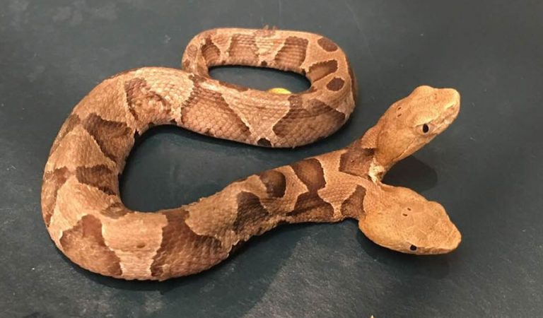 Hallan una serpiente de dos cabezas en EE.UU. Hallan una serpiente de dos cabezas en EE.UU.