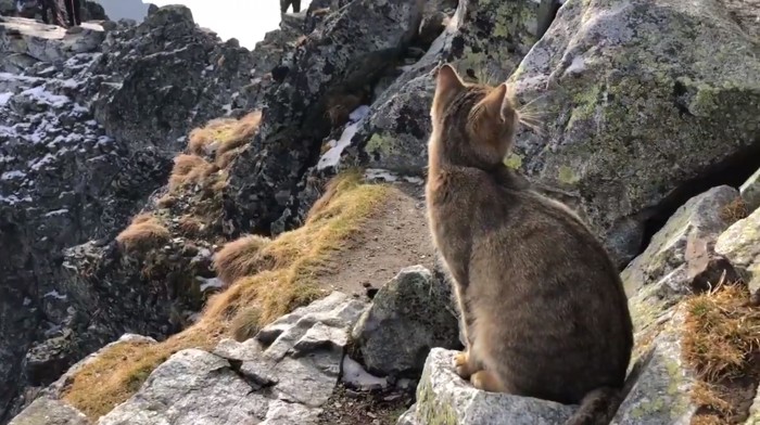 El gato descansando plácidamente en una ladera de la montaña