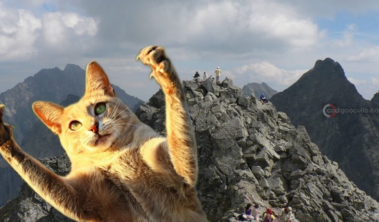 Escalador llega a la cima del pico más alto de Polonia y encuentra a un gato doméstico sentado cómodamente Escalador llega a la cima del pico más alto de Polonia y encuentra a un gato doméstico sentado cómodamente