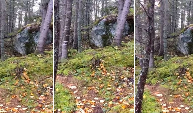 Escalofriante vídeo muestra un «bosque que respira» Escalofriante vídeo muestra un «bosque que respira»
