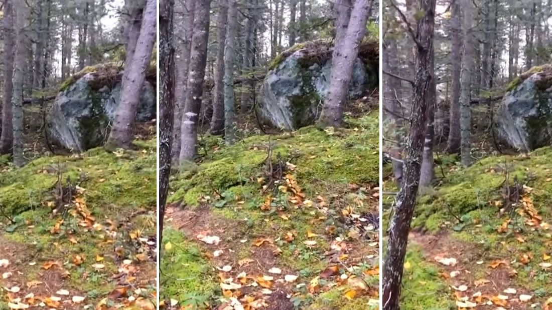 Escalofriante vídeo muestra un «bosque que respira»