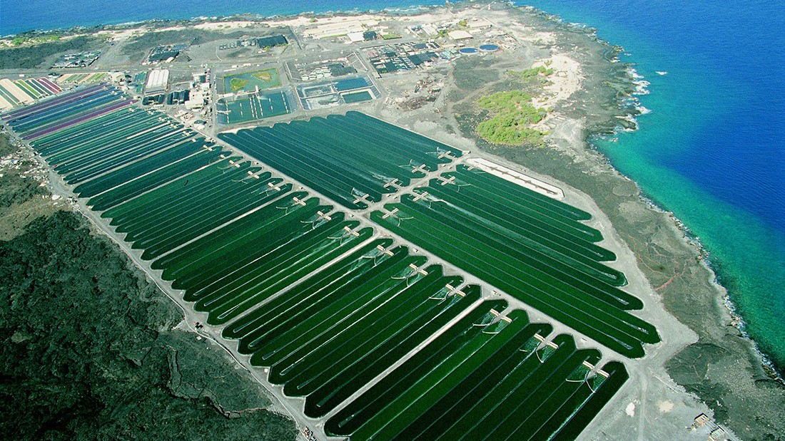 Multinacional afirma que producirá combustible obtenido de las algas