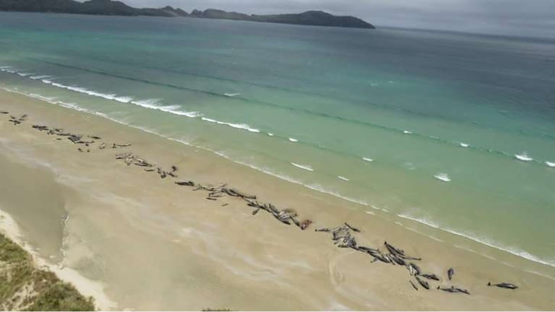 145 ballenas mueren en una playa de Nueva Zelanda