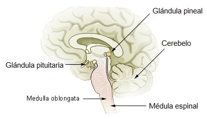 Ilustración del cerebro y la glándula pineal