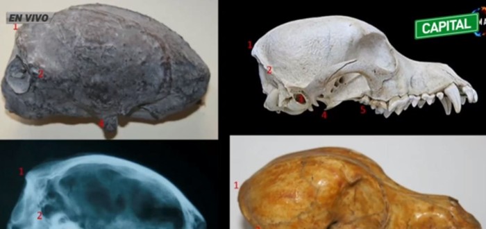 Investigadores revelaron que el cráneo de una supuesta momia extraterrestre de Nazca fue hecho con un cráneo de perro tallado para darle apariencia «alienígena»