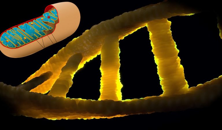 Cambio de 180 grados: ADN mitocondrial puede heredarse del padre Cambio de 180 grados: ADN mitocondrial puede heredarse del padre