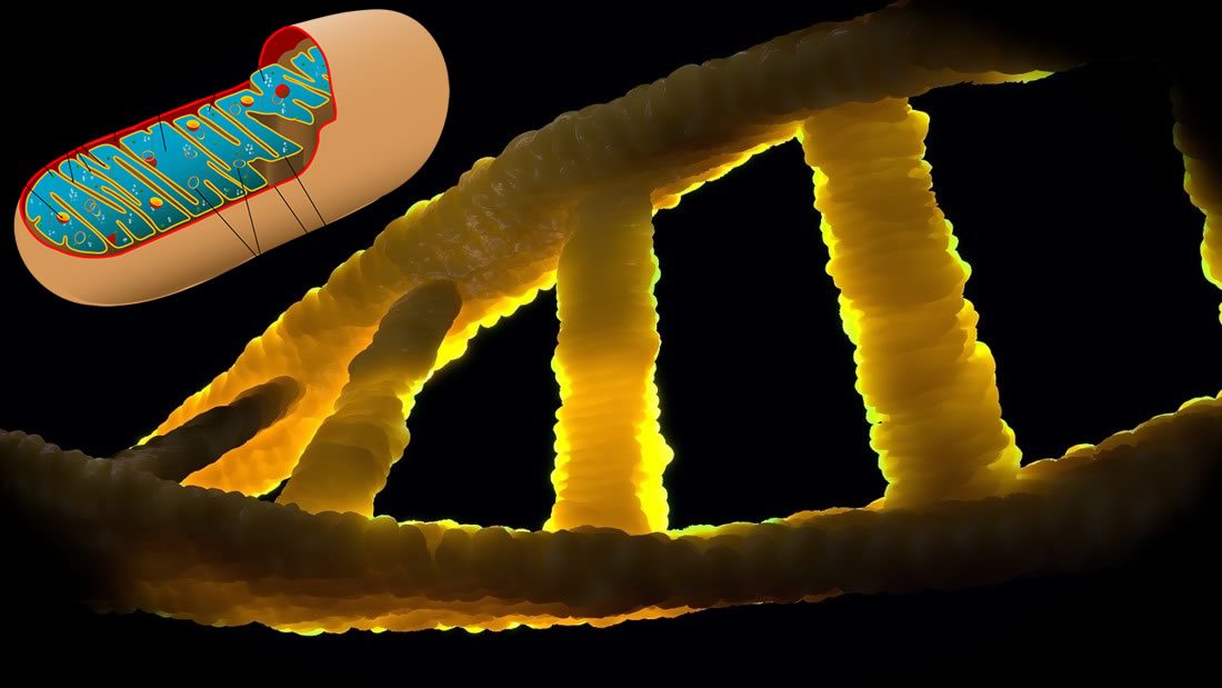 Cambio de 180 grados: ADN mitocondrial puede heredarse del padre