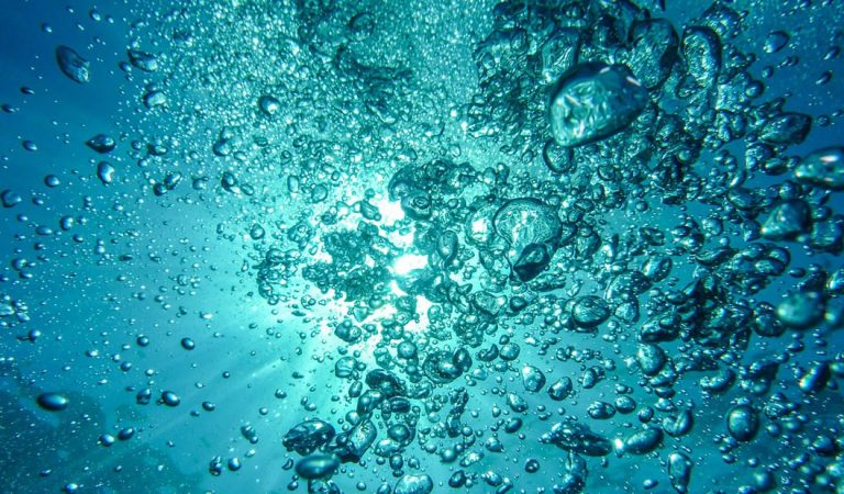 Algo viviendo en el fondo del mar está absorbiendo mucho CO2 en los océanos Algo viviendo en el fondo del mar está absorbiendo mucho CO2 en los océanos