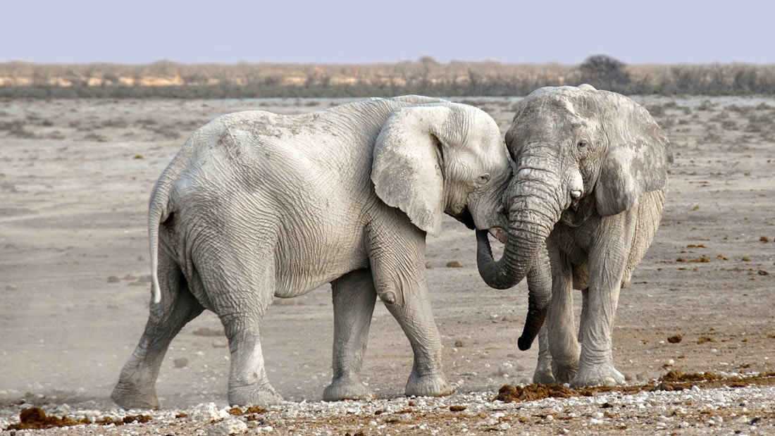 Elefantes africanos están naciendo sin colmillos debido a la caza furtiva