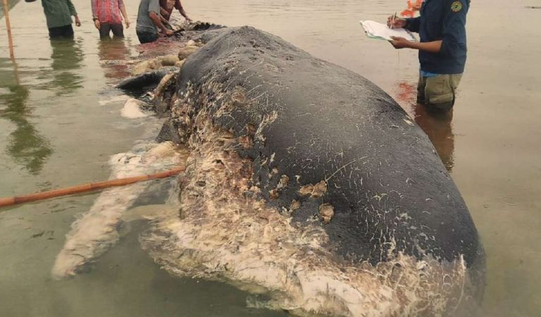 Encuentran una ballena muerta con 6 kilogramos de plástico en su estómago Encuentran una ballena muerta con 6 kilogramos de plástico en su estómago