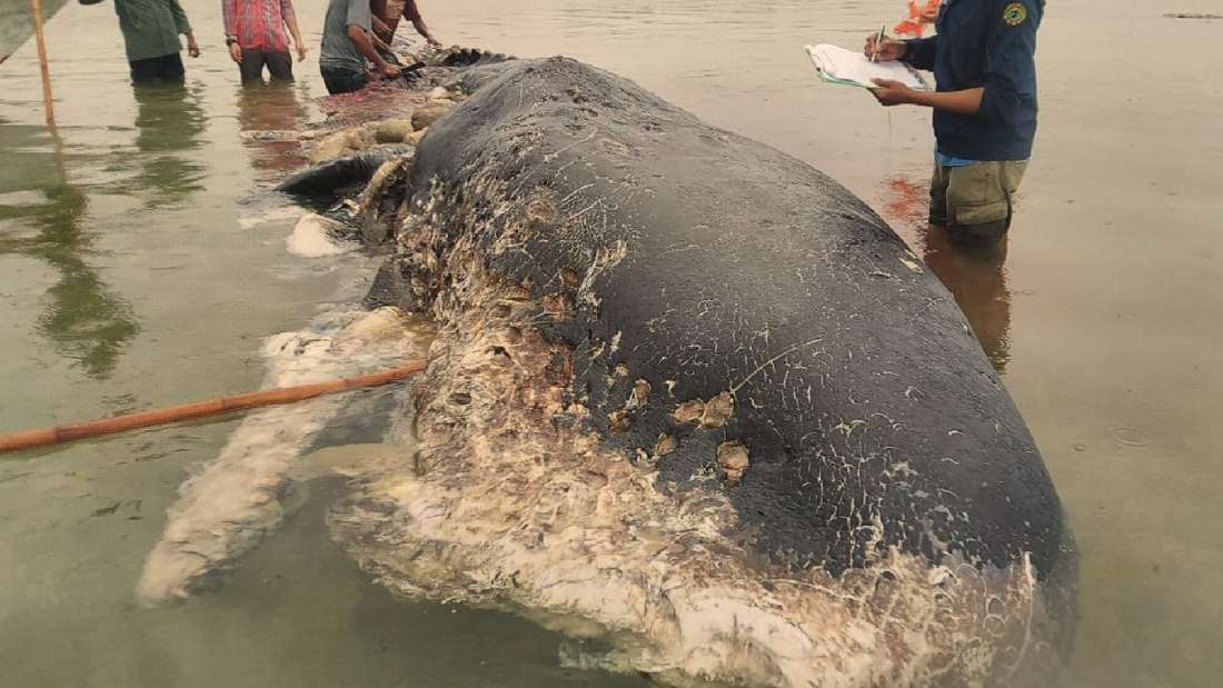 Encuentran una ballena muerta con 6 kilogramos de plástico en su estómago