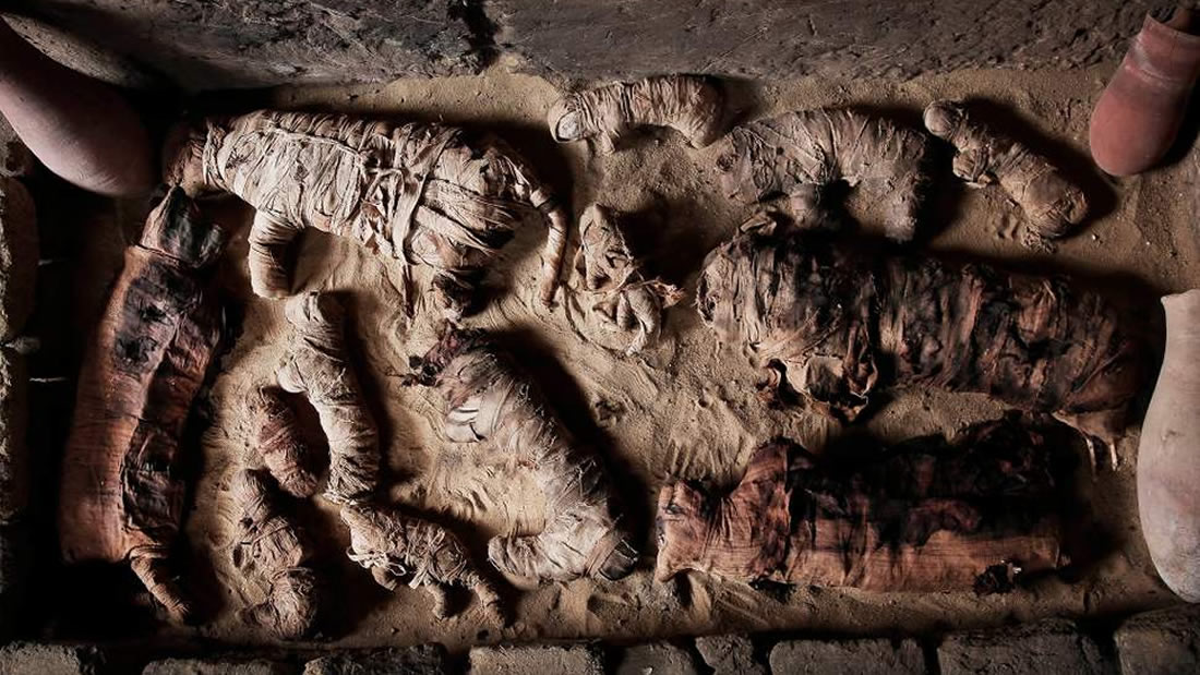 Hallan gatos y escarabajos momificados en antigua tumba egipcia