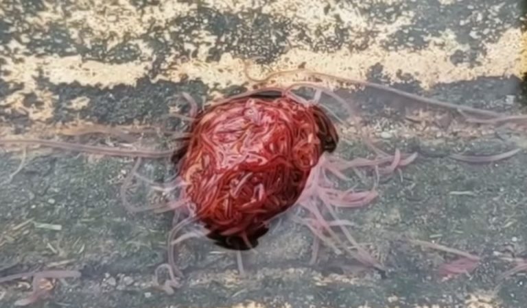 Un «cerebro» palpitante es grabado en aguas residuales de Texas Un «cerebro» palpitante es grabado en aguas residuales de Texas