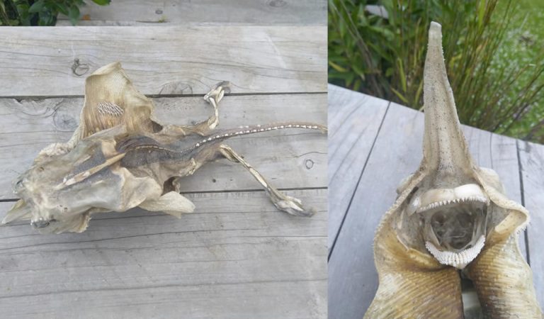Una extraña criatura de apariencia «alienígena» es hallada en playa de Nueva Zelanda Una extraña criatura de apariencia «alienígena» es hallada en playa de Nueva Zelanda
