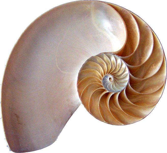 La espiral de Fibonacci en los animales