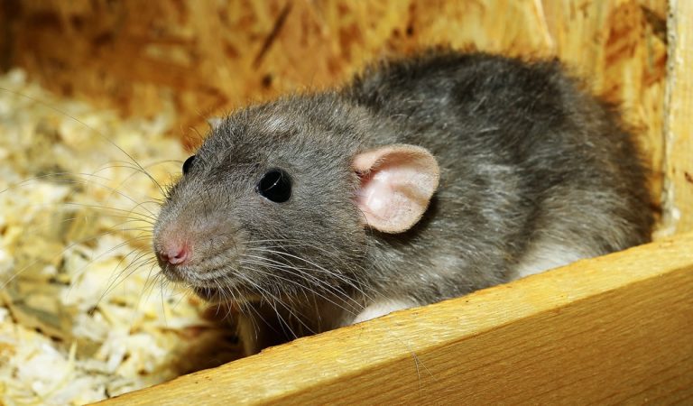 Científicos leen la mente de ratas utilizando mapas cerebrales Científicos leen la mente de ratas utilizando mapas cerebrales