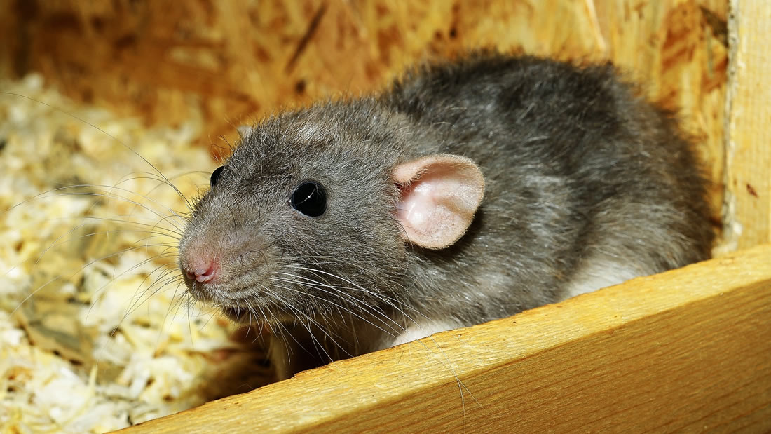 Científicos leen la mente de ratas utilizando mapas cerebrales