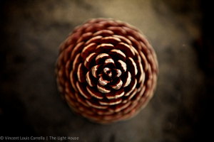 La espiral de Fibonacci en las plantas