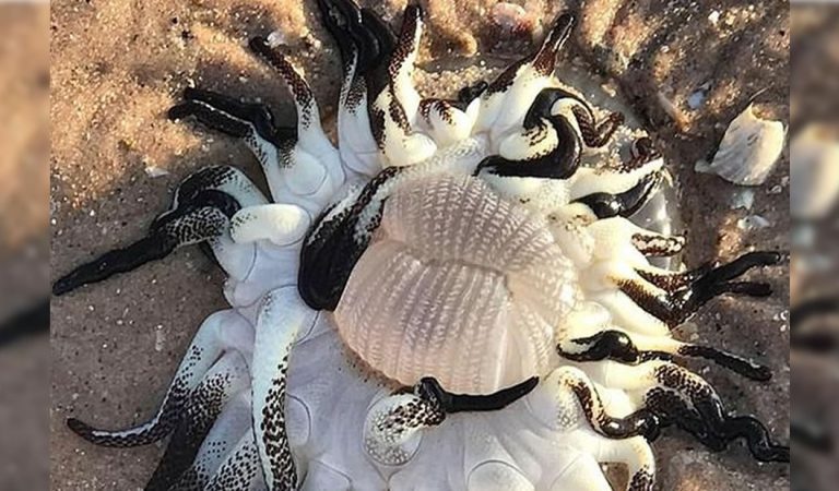 Criatura de aspecto «alienígena» con tentáculos negros aparece en playa de Australia Criatura de aspecto «alienígena» con tentáculos negros aparece en playa de Australia