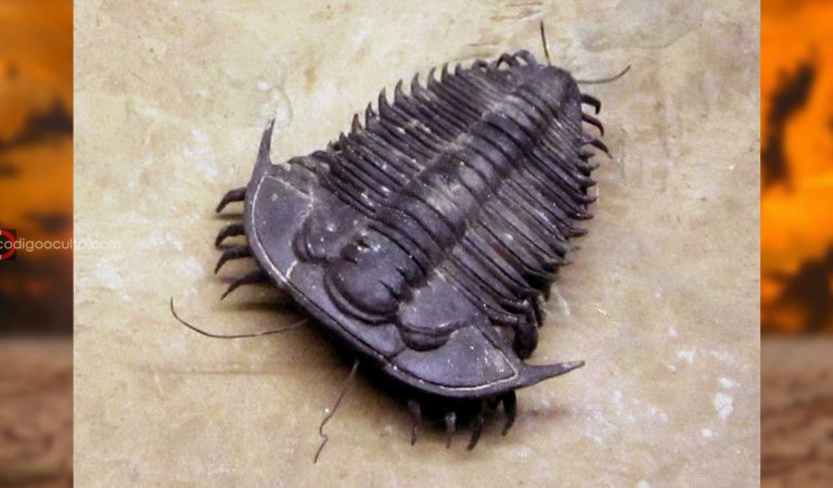 Sabemos qué causó la extinción más letal de la historia, y estamos a pocos años de que pueda volver a ocurrir Sabemos qué causó la extinción más letal de la historia, y estamos a pocos años de que pueda volver a ocurrir