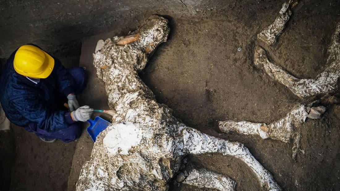 Hallan un caballo petrificado en Pompeya, muerto por la erupción del Vesubio