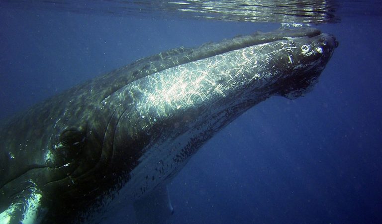 Japón volverá a cazar ballenas con fines comerciales en 2019 Japón volverá a cazar ballenas con fines comerciales en 2019