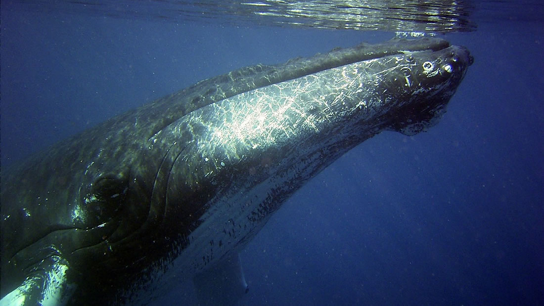 Japón volverá a cazar ballenas con fines comerciales en 2019
