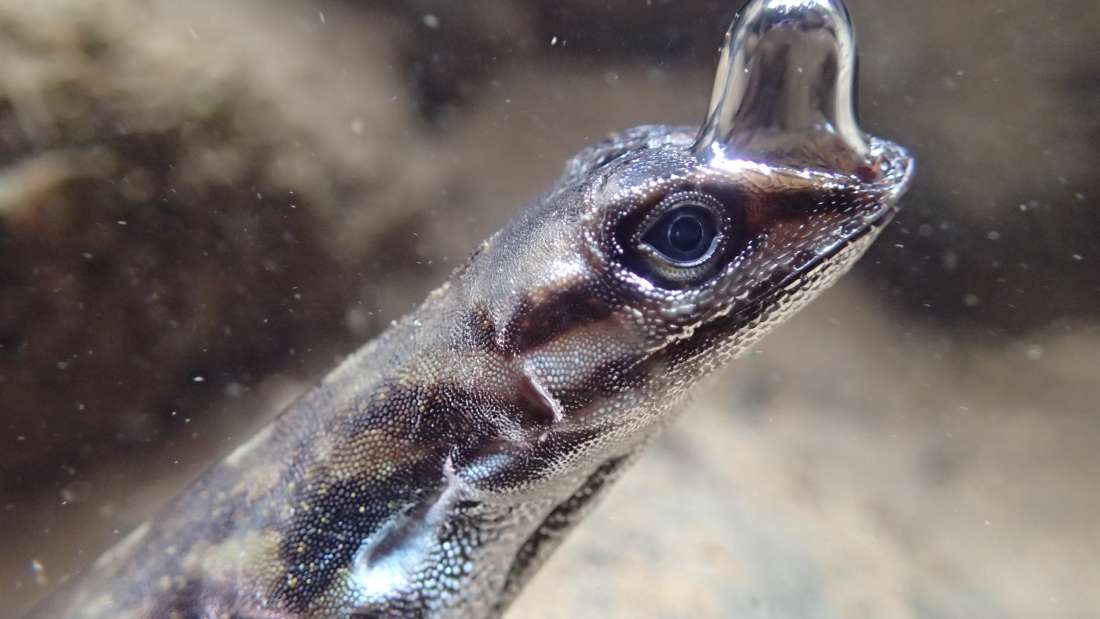 Por primera vez, descubren un lagarto que respira bajo el agua