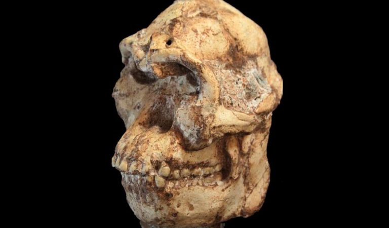 Una nueva especie de homínido podría haber sido descubierta Una nueva especie de homínido podría haber sido descubierta