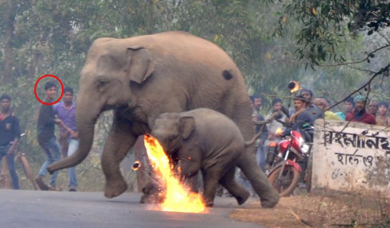 Aldeanos en la India lanzan bombas de fuego a una madre elefante y su cría que huyen de la deforestación Aldeanos en la India lanzan bombas de fuego a una madre elefante y su cría que huyen de la deforestación