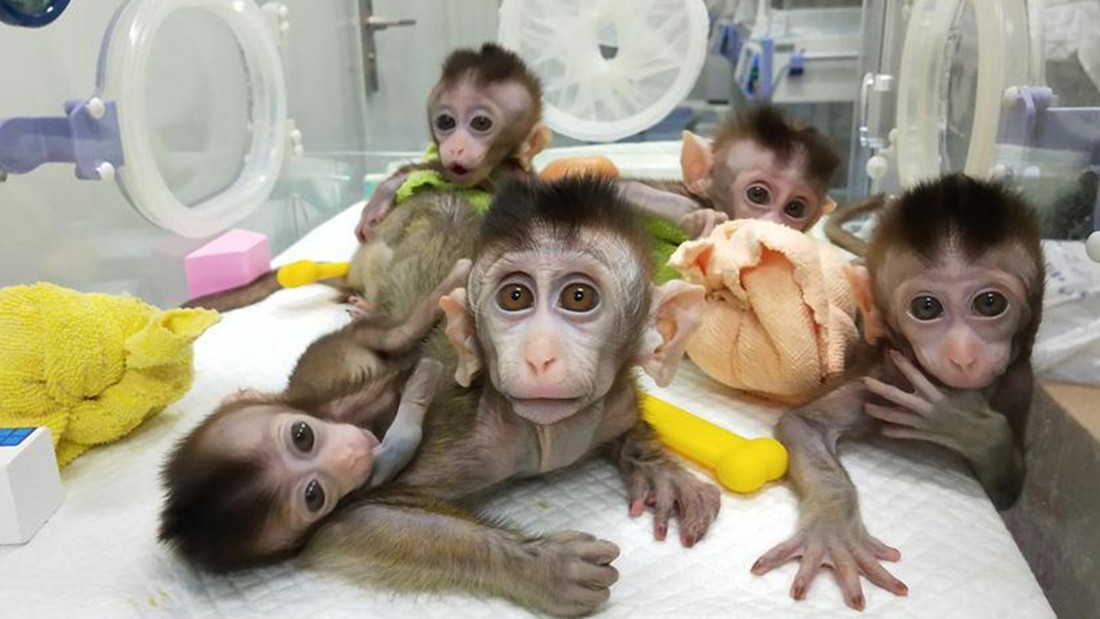 Científicos chinos clonan cinco primates modificados genéticamente