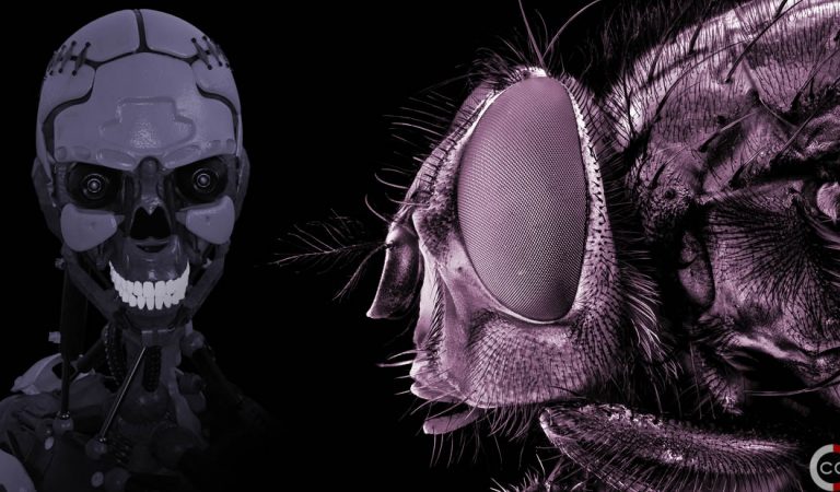 DARPA quiere crear robots conscientes usando cerebros de insectos DARPA quiere crear robots conscientes usando cerebros de insectos