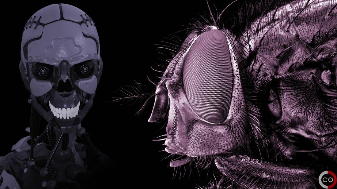 DARPA quiere crear robots conscientes usando cerebros de insectos